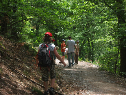 Forest path along the route